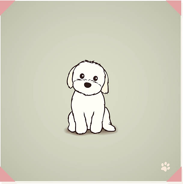 ilustraciones, imágenes clip art, dibujos animados e iconos de stock de shih tzu maltés mezclar cachorro - shih tzu cute animal canine