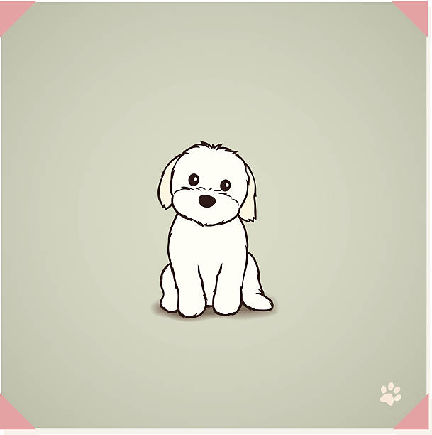 illustrations, cliparts, dessins animés et icônes de shih tzu maltais mix chiot - chien de salon