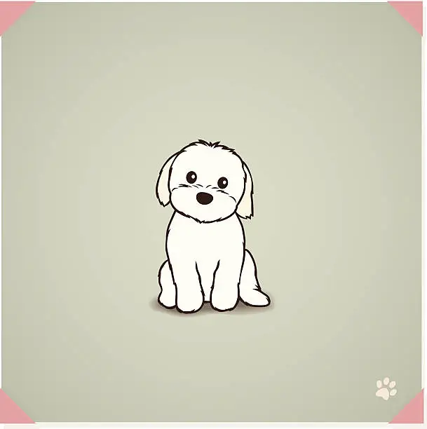 Vector illustration of Shih Tzu Maltese Mix Puppy