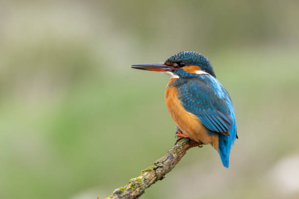 istock Female common kingfisher (Alcedo atthis) 1830693592