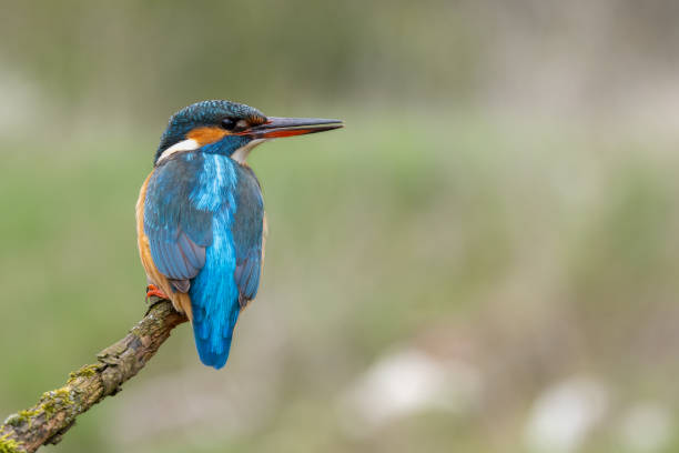 istock Female common kingfisher (Alcedo atthis) 1830694025