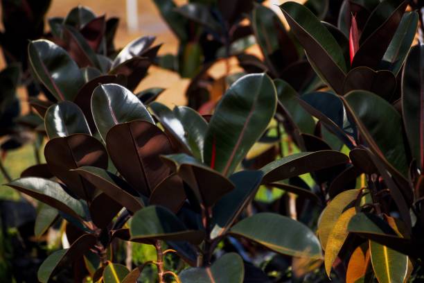 istock Ornamental rubber tree saplings in plant nursery 1830694730