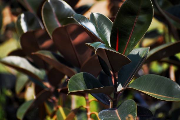 Ornamental rubber tree saplings in plant nursery