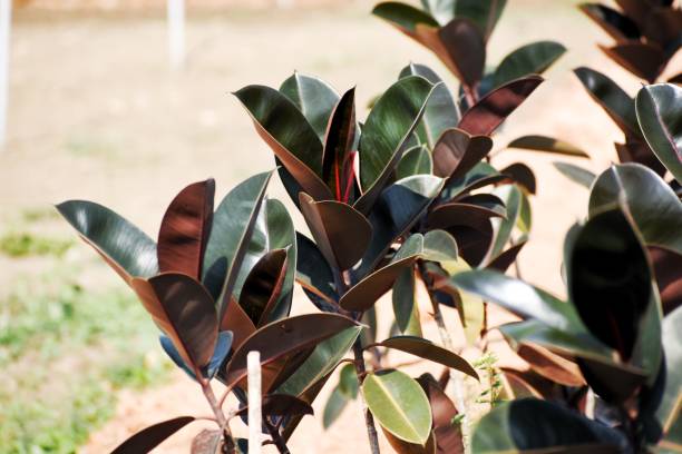istock Ornamental rubber tree saplings in plant nursery 1830695268