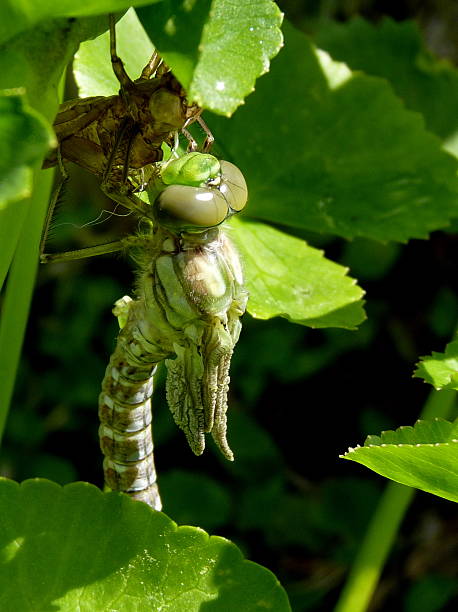 istock Southern Hawker newly emerged from its larval skin 183070182