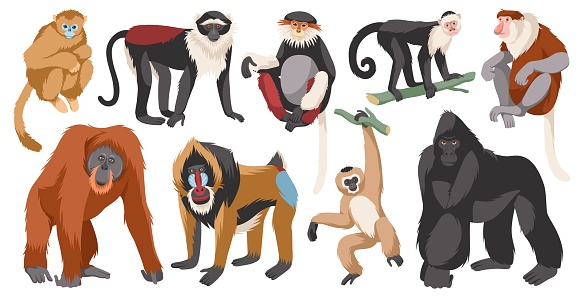 Different monkeys breeds. Cartoon ape characters, wild humanoid animals, different poses funny primates, exotic wildlife, isolated on white background gorilla and orangutan, chimpanzee tidy vector set