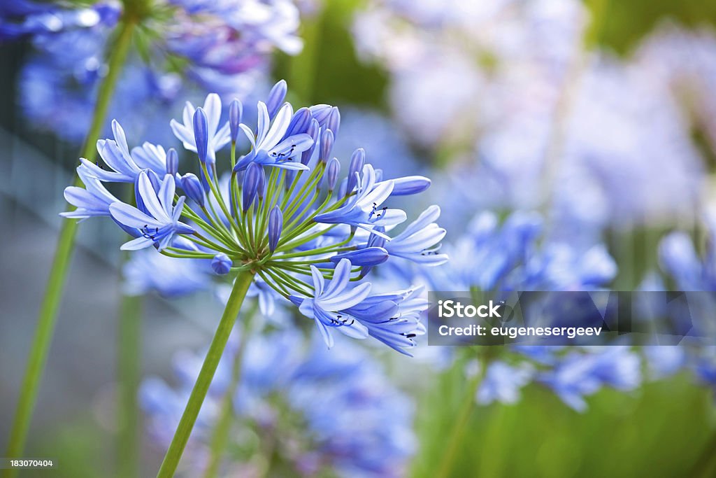 Macro photo of bright blue Agapanthus flowers in the garden African Lily Stock Photo