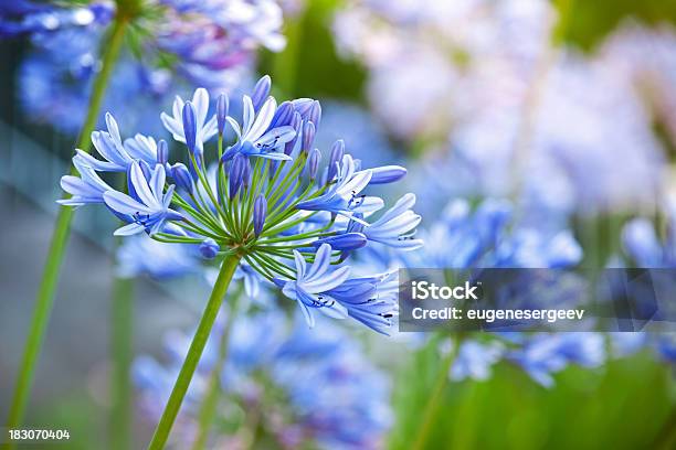 Macro Photo Of Bright Blue Agapanthus Flowers In The Garden Stock Photo - Download Image Now