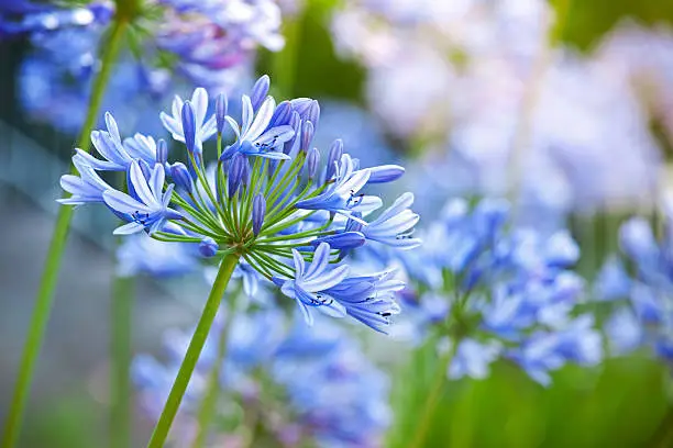 Macro photo of bright blue Agapanthus flowers in the garden