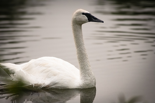 An adult trumpeter swan swimming on a lake where it had nested nearby.