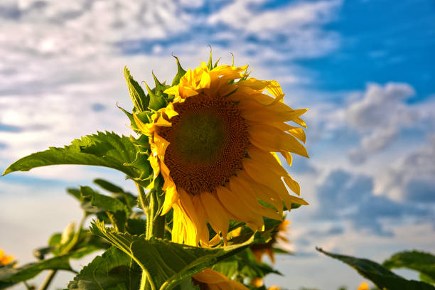 istock ID: 1830708221

Sunflower with blue sky, white clouds and green leaves 1830708221
