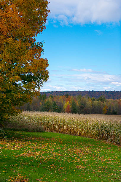 Autumn field stock photo