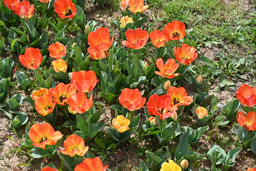 Various species of tulips