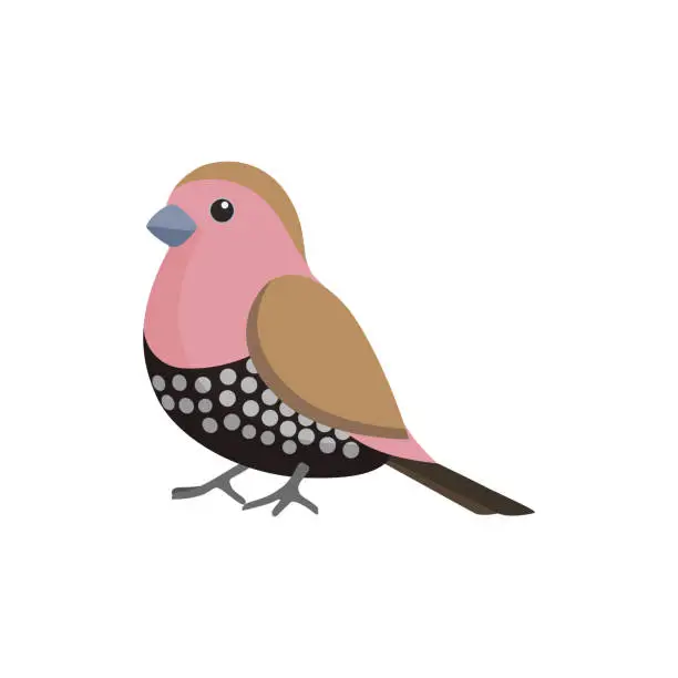 Vector illustration of Little bird with pink and black feathers, wings and tail