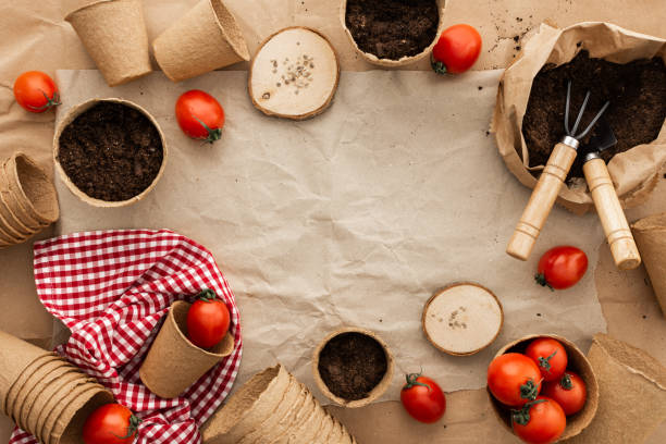 istock Planting tomato seeds for seedlings 1830721819