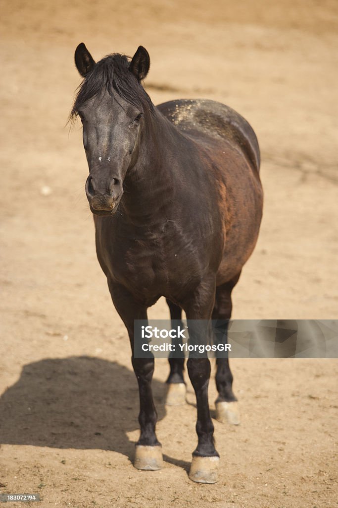 лошадь - Стоковые фото Без людей роялти-фри