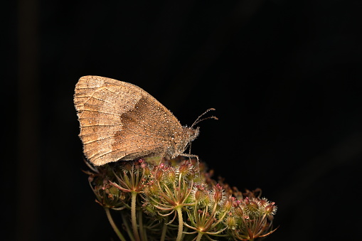 Small gray moth, native to coastal California.  Found in areas with coastal live oaks.