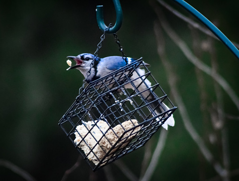 Blue jay perched on a suet feeder in the winter.