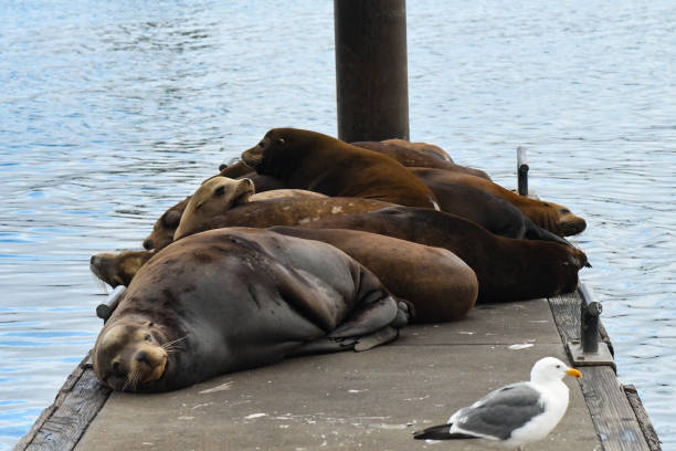 istock Sea lions sleeping on a fishing dock 1830732537