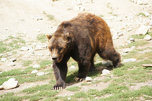 Grizzly bear, Anchorage Alaska - United States