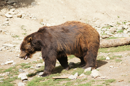 Grizzly bear, Anchorage Alaska - United States