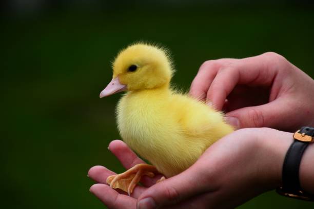 istock One cute yellow baby chick held in girl's hands 1830733596