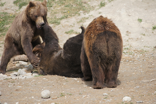 Grizzly bears playing, Anchorage, Alaska - United States