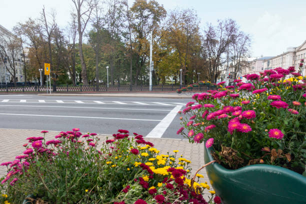 fiori autunnali sullo sfondo di piazza mikhailovsky a minsk - backdrop horizontal reflection day foto e immagini stock