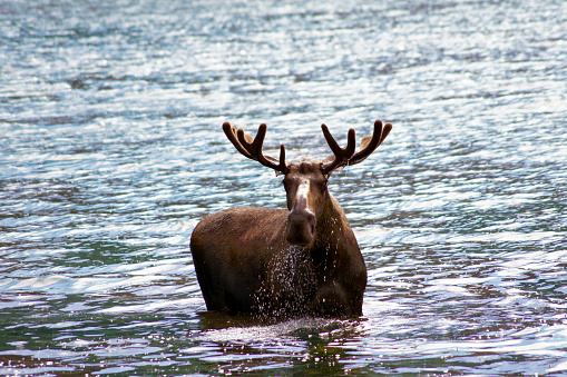 Male moose bathing, Chitina, Alaska - United States