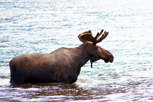 Male moose bathing, Chitina, Alaska - United States