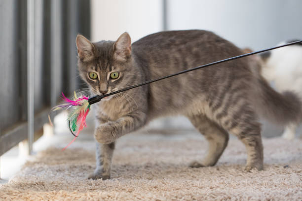 istock Funny cat playing with a bright teaser toy at home 1830737996