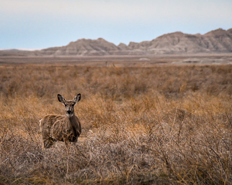 Female mule deer standing in a grassland, in front of rocky badland mountains in South Dakota US.