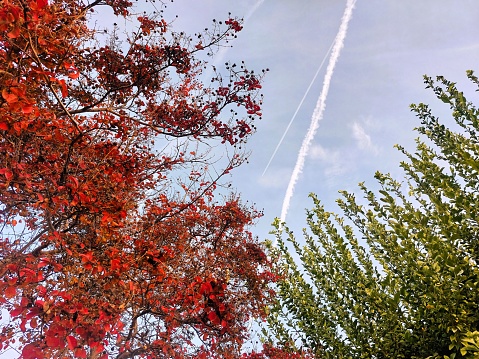 The sky this morning brings a colorful scene with red leaves and green leaves from the neighborhood trees.