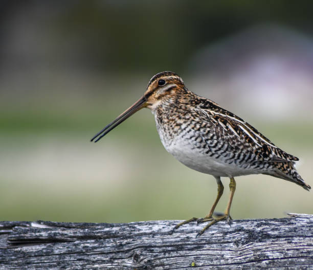 istock Wilson's snipe bird standing on a fence post railing 1830743850