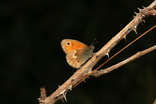 The small heath is a butterfly species belonging to the family Nymphalidae, classified within the subfamily Satyrinae. It is the smallest butterfly in this subfamily.