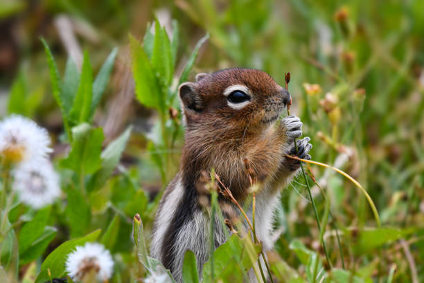 istock Golden Mantled Ground Squirrel feeding on wildflowers 1830747644