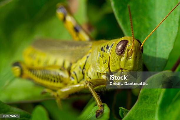 Locust Foto de stock y más banco de imágenes de Detalle de primer plano - Detalle de primer plano, Fotografía - Imágenes, Horizontal