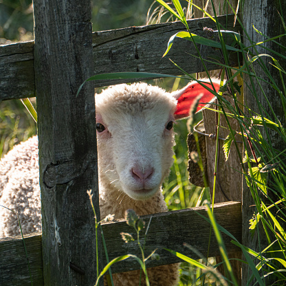 A lamb wonders what’s through the fence