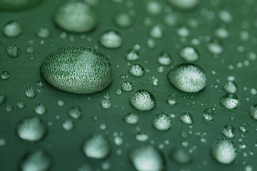 Dew  drops on the banana leaf.