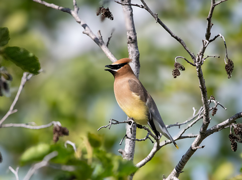 Cedar waxwing perched in a tree in the summer singing.