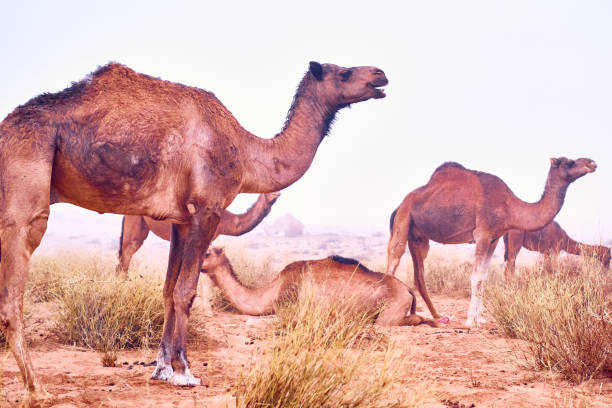 istock camels in the desert 1830765900
