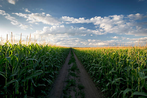 coucher de soleil sur champ de maïs, midwest, états-unis - corn crop irrigation equipment agriculture leaf photos et images de collection