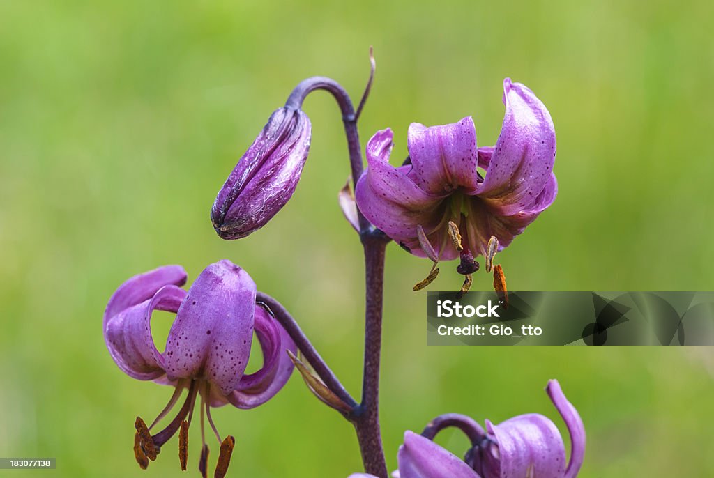 Lilium martagon su sfondo naturale - Foto stock royalty-free di Bouquet