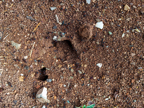 Ants house entrance on the brown ground. Insects life.