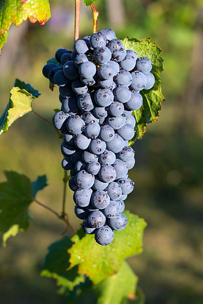 Grapes hanging from a vine Barbera stock photo