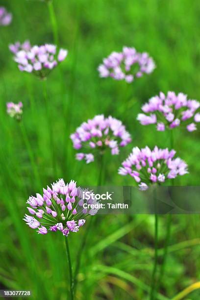 Purple Alllium Stockfoto und mehr Bilder von Blume - Blume, Blumenbeet, Blütenblatt