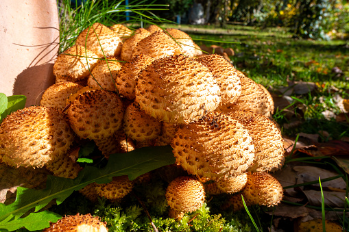 Several mushrooms called SchÃ¼ppling on a pile illuminated by sunlight in the middle of green plants growing nearby.
