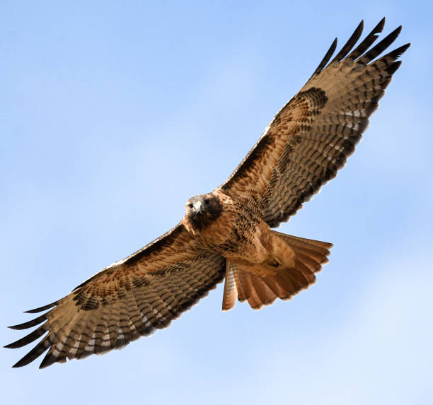 istock Red-tailed hawk flying against the blue sky 1830781374