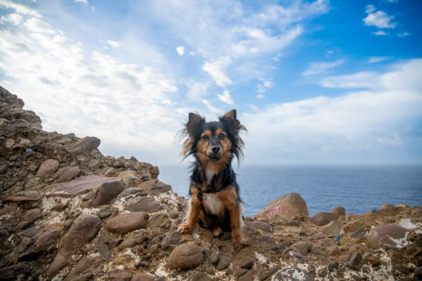 A small dog sitting on the edge of a cliff, with the Mediterranean Sea and a cloudy sky in the background. The dog is black and brown and has erect ears.