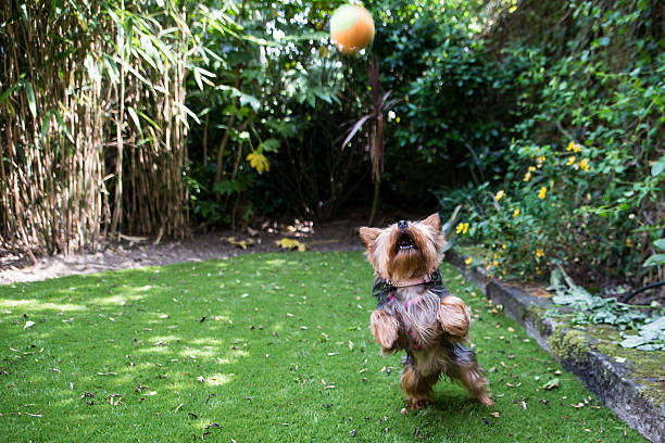 Yorkshire terrier playing catch in the garden leaping in the air with great agility to catch the ball in mid flight with copyspace